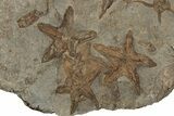 Slab Of Fossil Starfish, Carpoids And A Brittle Star - Morocco #196764-4